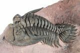 Detailed Metacanthina Trilobite - Lghaft, Morocco #381458-1